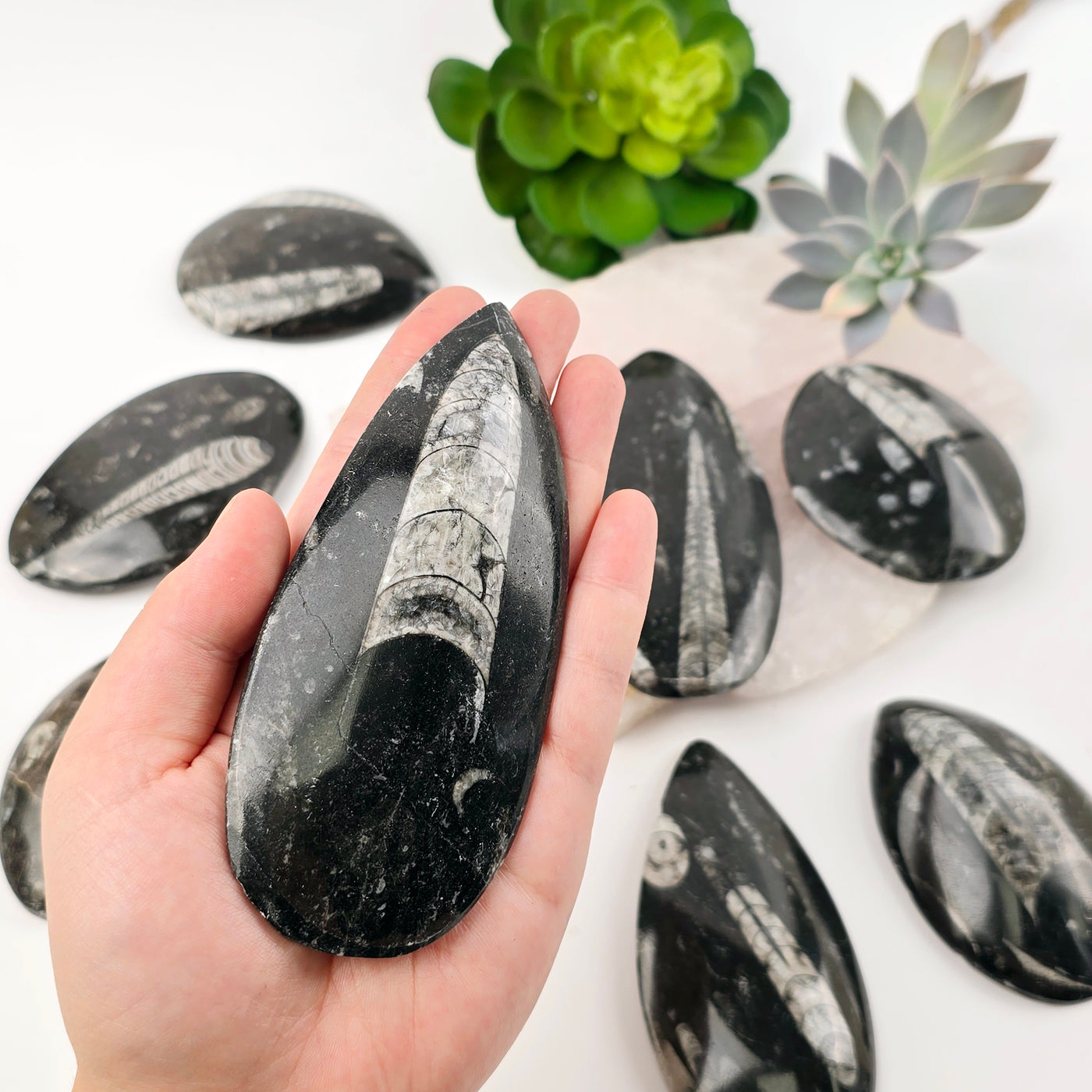 Orthoceras Fossil Polished Teardrop Specimen one fossil in hand for size reference with other fossils in background on stone platter with succulents in the background