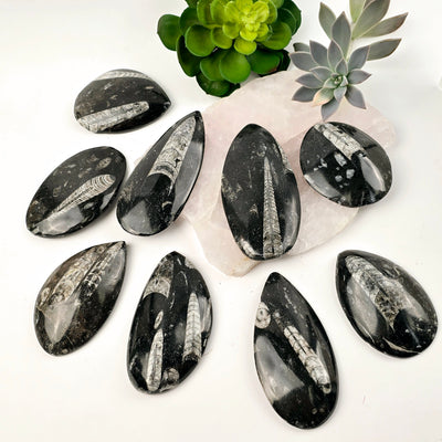 Orthoceras Fossil Polished Teardrop Specimen nine fossils on white table with stone platter and succulents top view