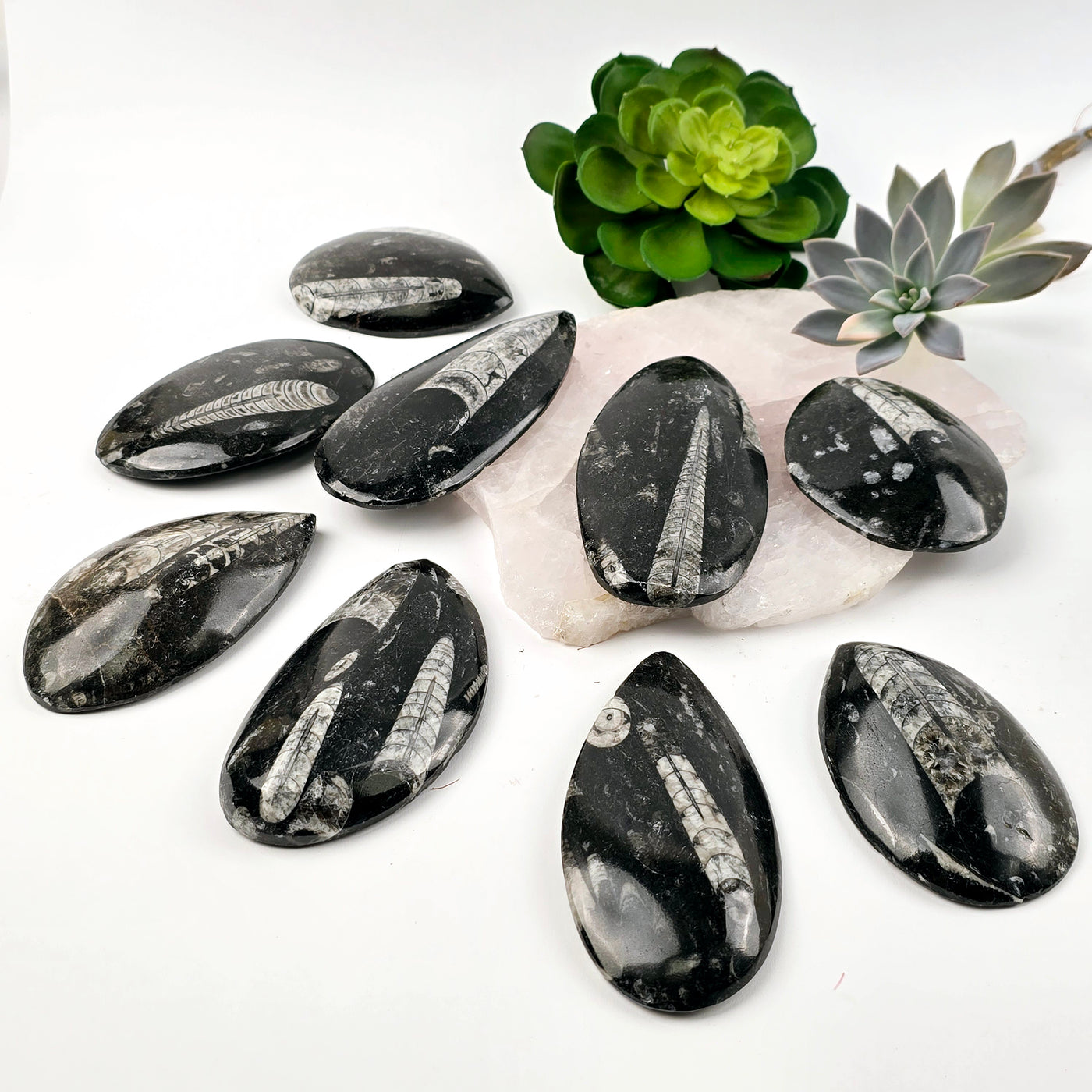 Orthoceras Fossil Polished Teardrop Specimen nine fossils on white table and stone platter with succulents side view