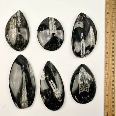 Orthoceras Fossil Polished Teardrop Specimen top view with ruler for size reference on white background