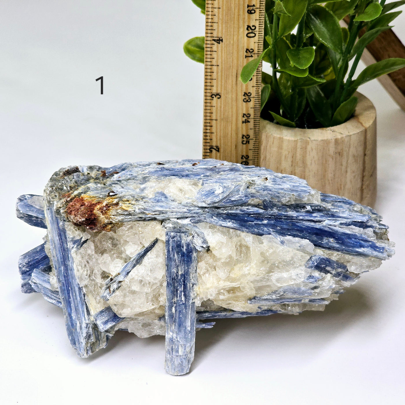 Blue Kyanite - Rough Crystal on Matrix - YOU CHOOSE #2 variant 1 labeled with ruler and plant for size reference