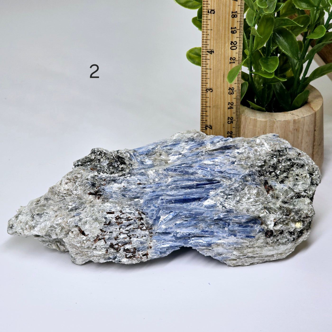 Blue Kyanite - Rough Crystal on Matrix - YOU CHOOSE #2 variant 2 labeled with ruler and plant for size reference