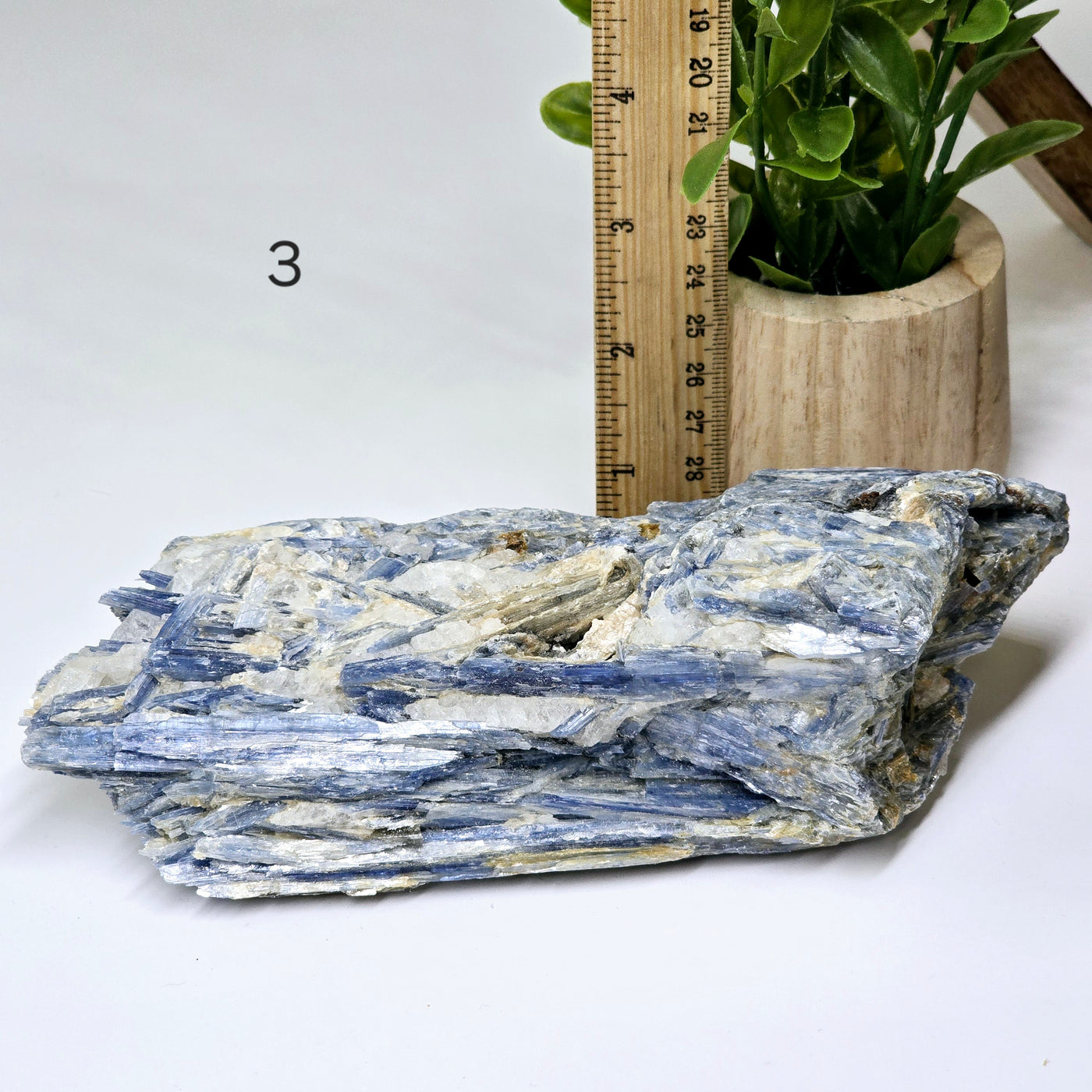 Blue Kyanite - Rough Crystal on Matrix - YOU CHOOSE #2 variant 3 labeled with ruler and plant for size reference