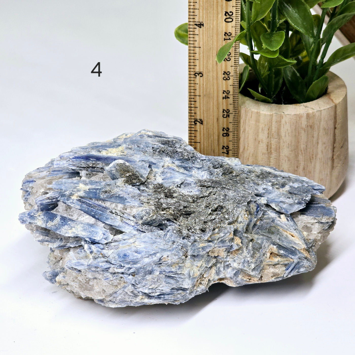 Blue Kyanite - Rough Crystal on Matrix - YOU CHOOSE #2 variant 4 labeled with ruler and plant for size reference