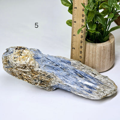 Blue Kyanite - Rough Crystal on Matrix - YOU CHOOSE #2 variant 5 labeled with ruler and plant for size reference