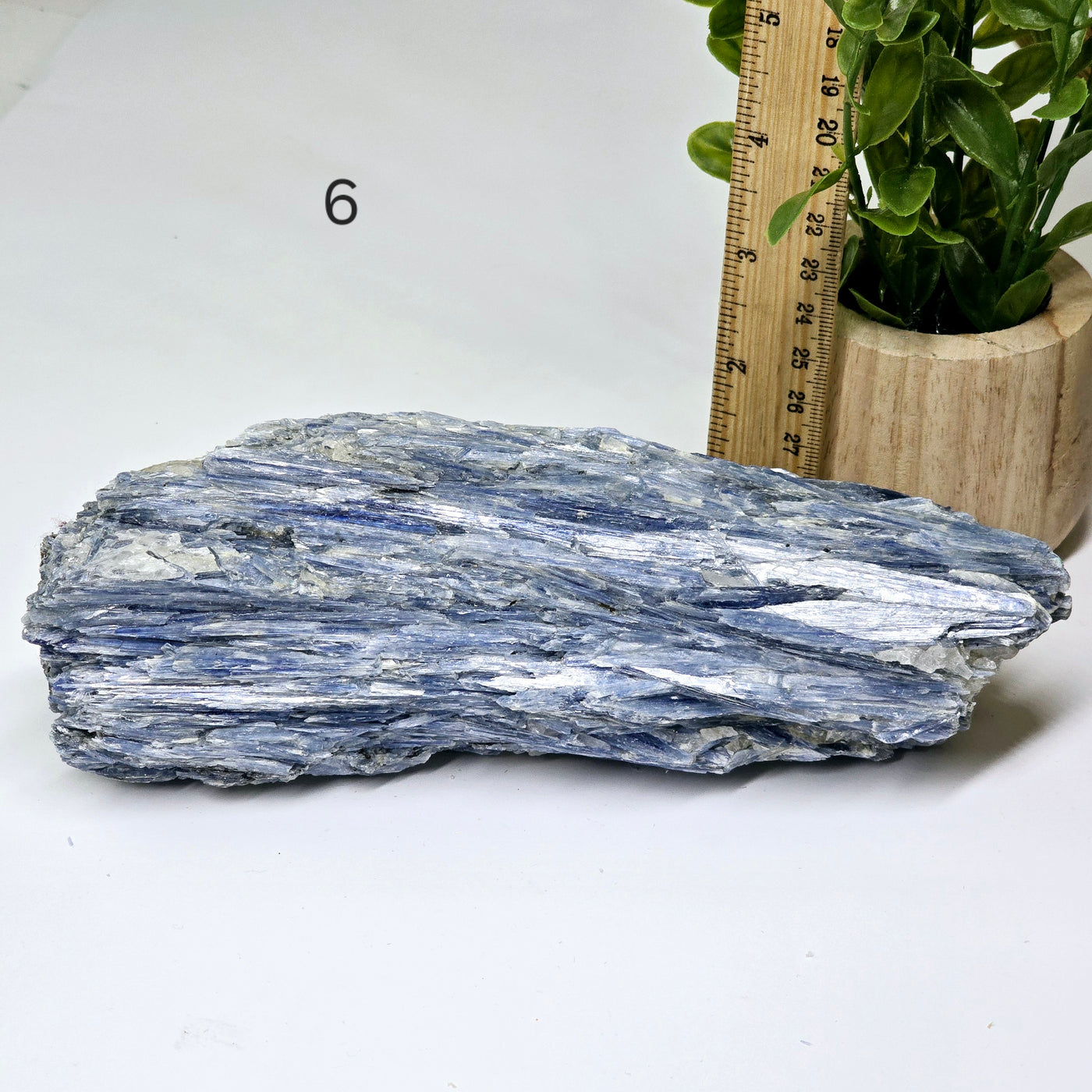 Blue Kyanite - Rough Crystal on Matrix - YOU CHOOSE #2 variant 6 labeled with ruler and plant for size reference