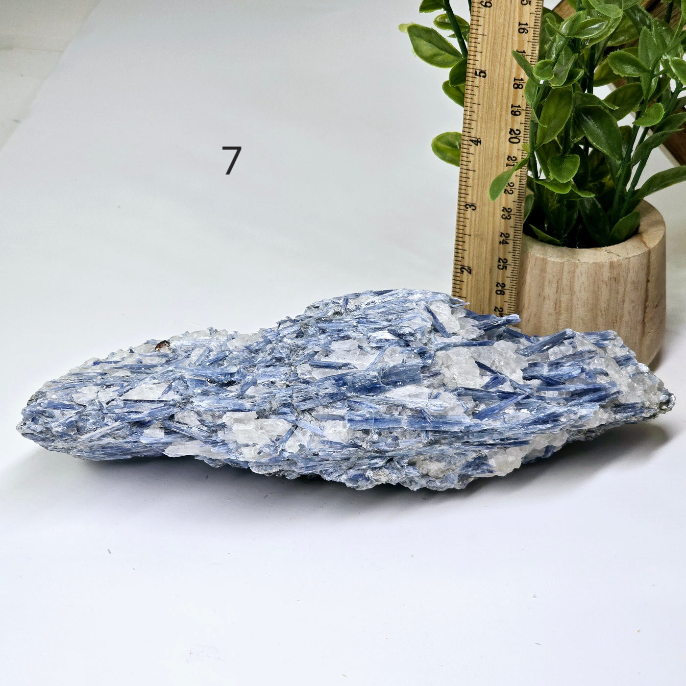 Blue Kyanite - Rough Crystal on Matrix - YOU CHOOSE #2 variant 7 labeled with ruler and plant for size reference