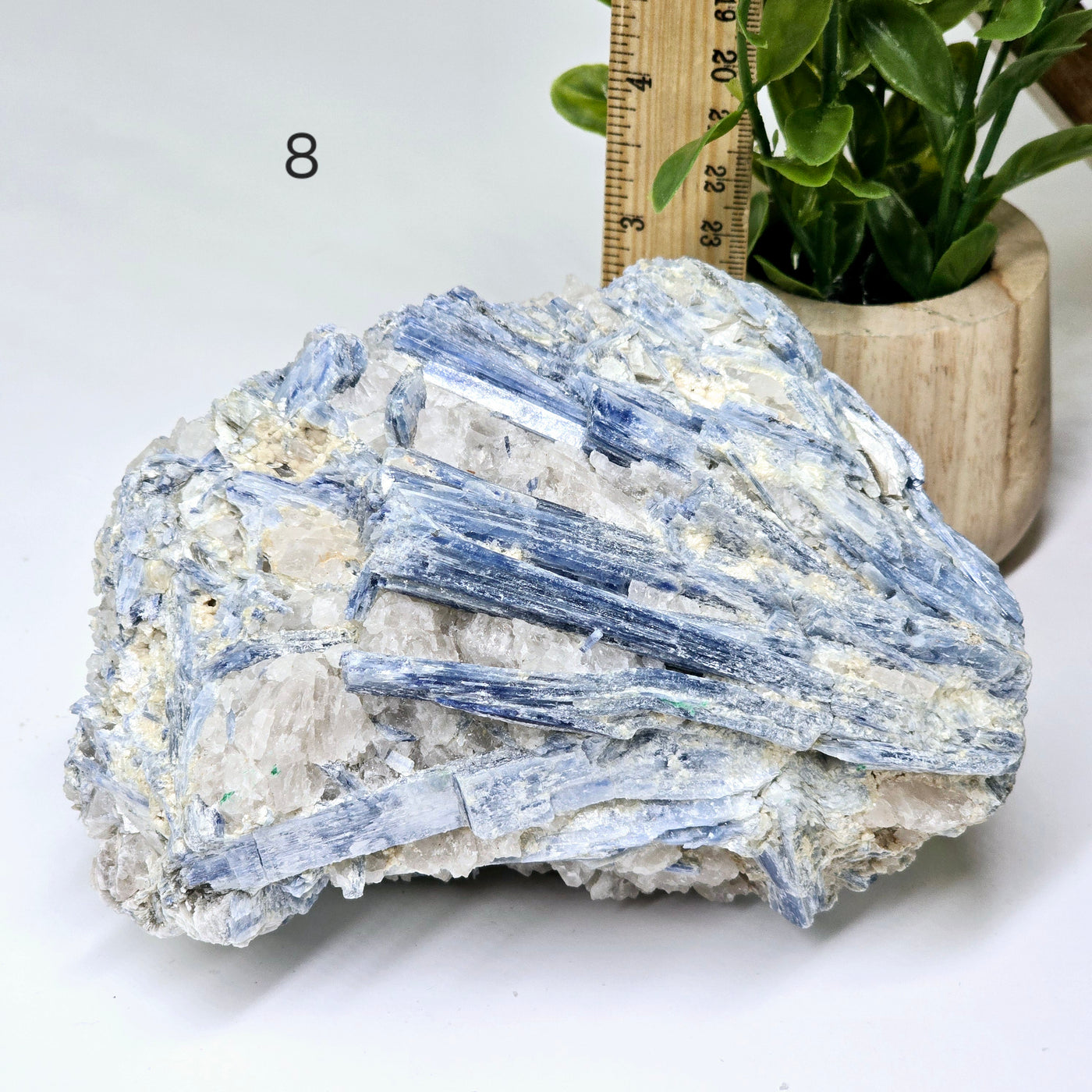 Blue Kyanite - Rough Crystal on Matrix - YOU CHOOSE #2 variant 8 labeled with ruler and plant for size reference