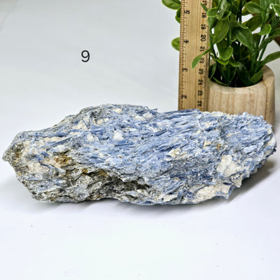 Blue Kyanite - Rough Crystal on Matrix - YOU CHOOSE #2 variant 9 labeled with ruler and plant for size reference