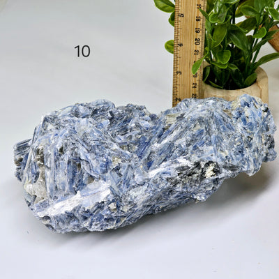 Blue Kyanite - Rough Crystal on Matrix - YOU CHOOSE #2 variant 10 labeled with ruler and plant for size reference