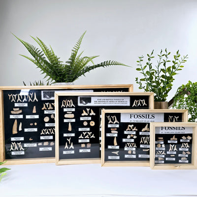 Fossil Shark Teeth Collection - Framed Wooden Display from Morocco - You Choose Size - all sizes arranged in a row with plants and props in the background