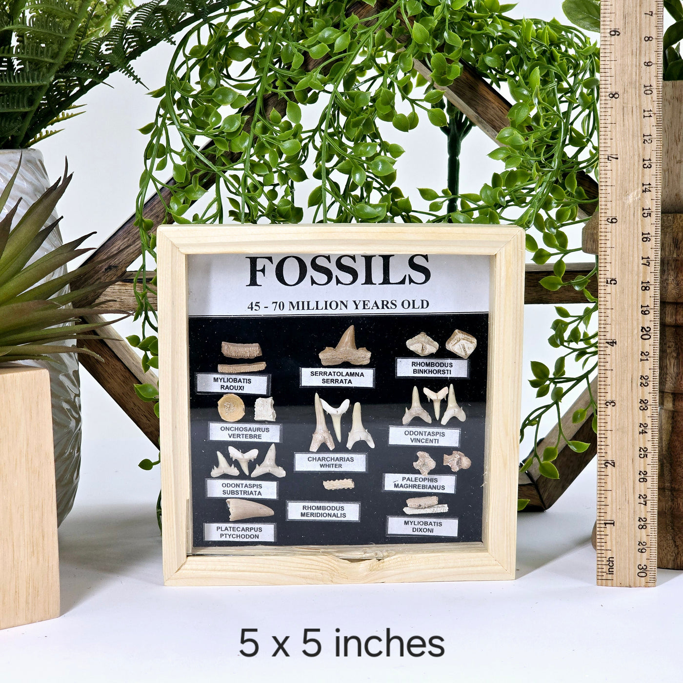 Fossil Shark Teeth Collection - Framed Wooden Display from Morocco - You Choose Size - 5x5 inches variant labeled with ruler for size reference with props and plants in the background