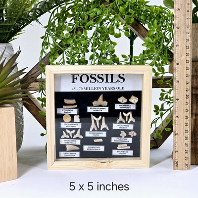 Fossil Shark Teeth Collection - Framed Wooden Display from Morocco - You Choose Size - 5x5 inches variant labeled with ruler for size reference with props and plants in the background