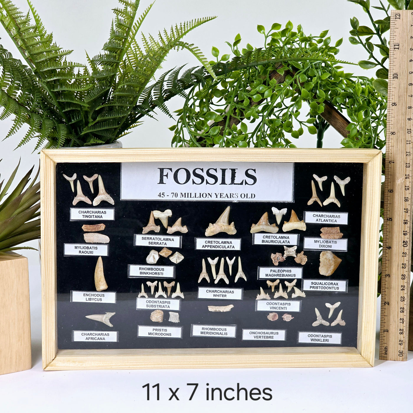 Fossil Shark Teeth Collection - Framed Wooden Display from Morocco - You Choose Size - 11x7 inches variant labeled with ruler for size reference with props and plants in the background