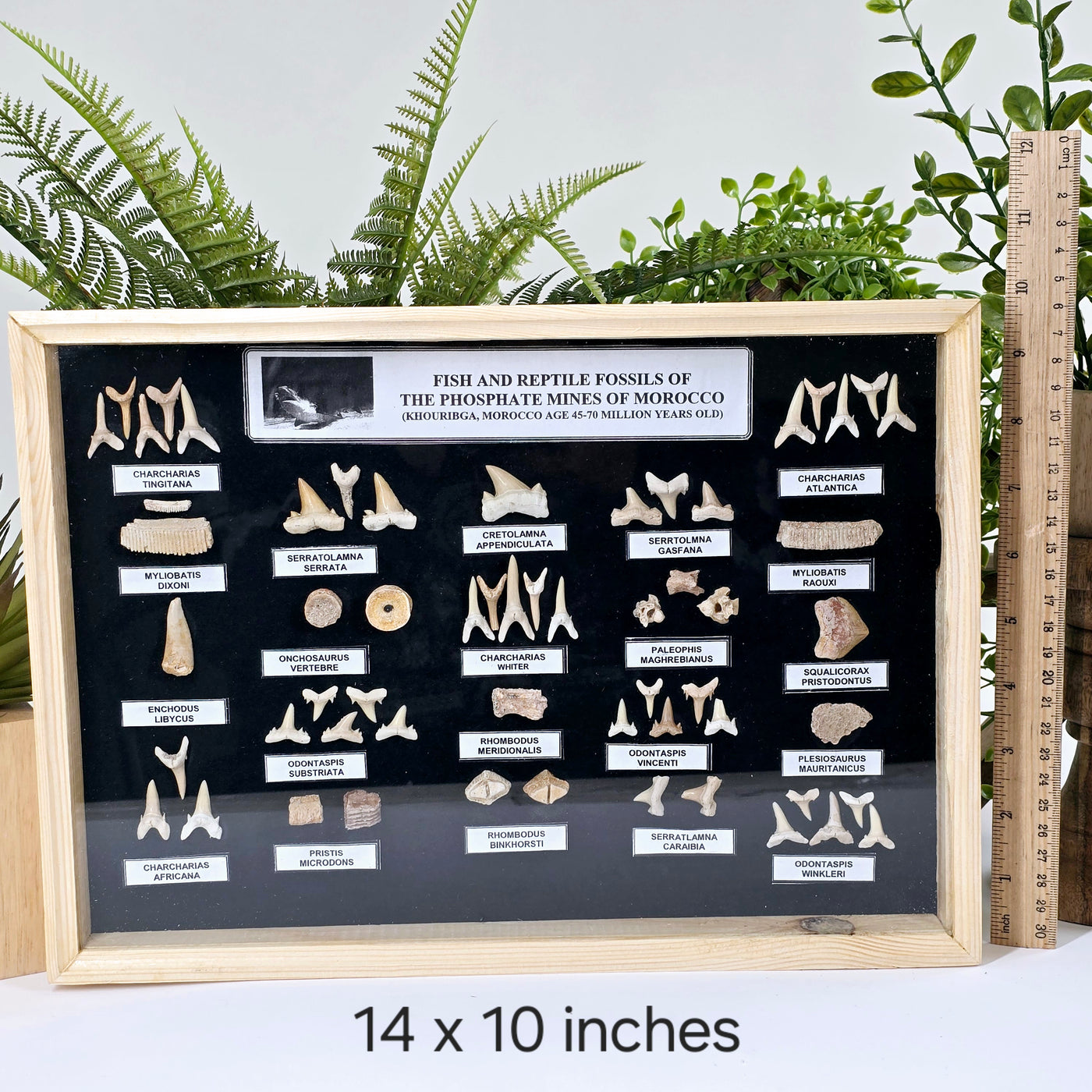 Fossil Shark Teeth Collection - Framed Wooden Display from Morocco - You Choose Size - 14x10 inches variant labeled with ruler for size reference with props and plants in the background