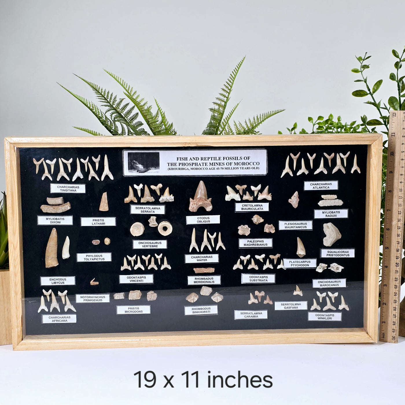 Fossil Shark Teeth Collection - Framed Wooden Display from Morocco - You Choose Size - 19x11 inches variant labeled with ruler for size reference with props and plants in the background