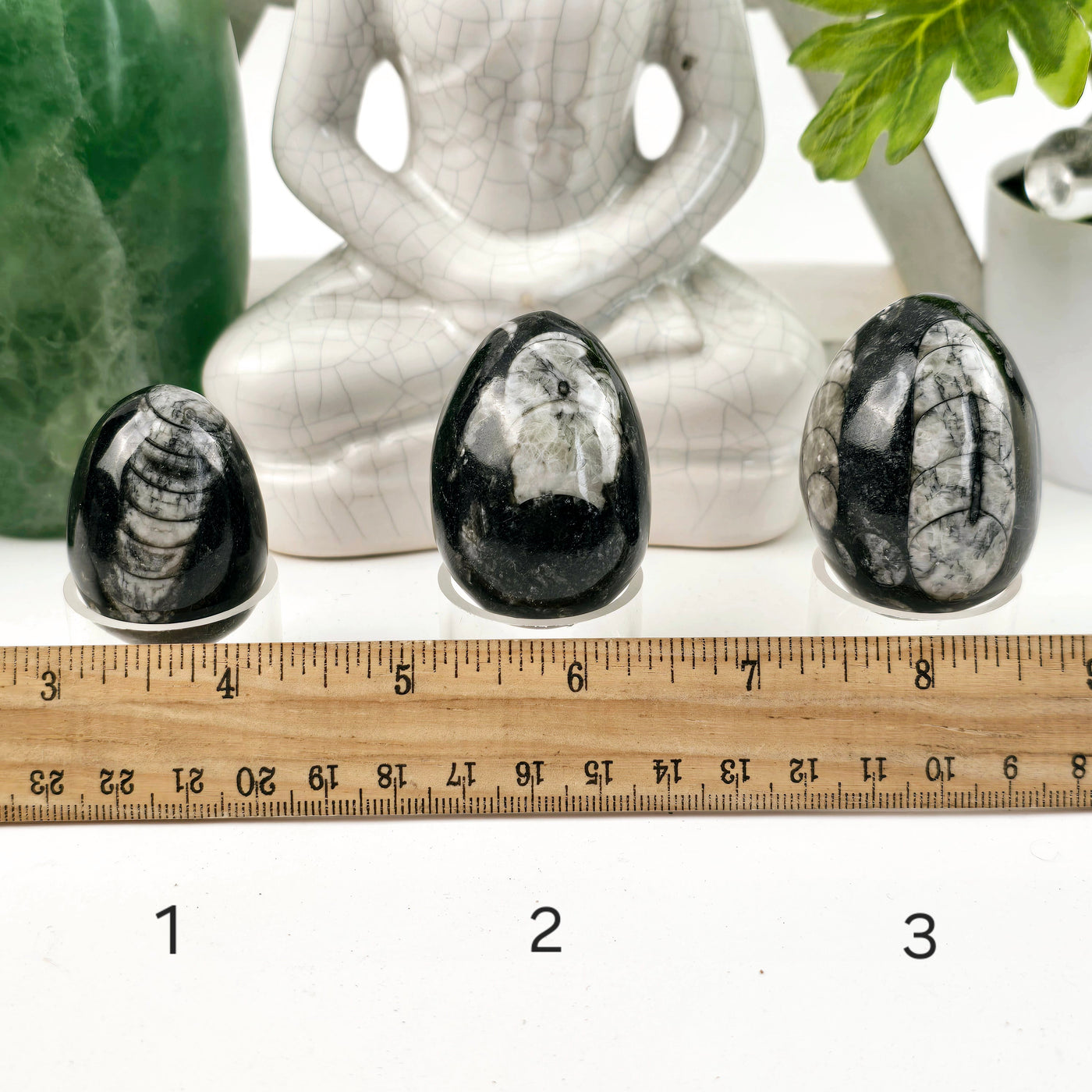 Orthoceras Polished Fossil Egg - You Choose variants 1, 2, and 3 labeled with ruler for size reference