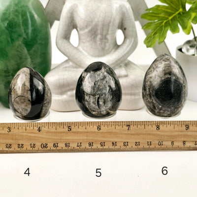 Orthoceras Polished Fossil Egg - You Choose variants 4, 5, and 6 labeled with ruler for size reference