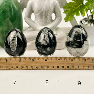 Orthoceras Polished Fossil Egg - You Choose variants 7, 8 and 9 labeled with ruler for size reference