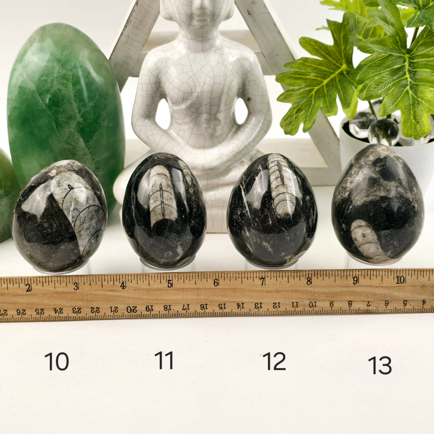 Orthoceras Polished Fossil Egg - You Choose variants 10, 11, 12, and 13 labeled with ruler for size reference