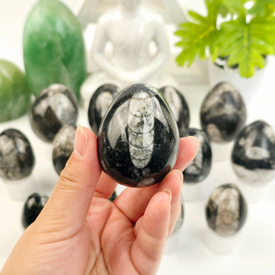 Orthoceras Polished Fossil Egg - You Choose variant 7 in hand for size reference with other variants in the background with props and plants