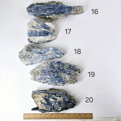 Blue Kyanite - Rough Crystal on Matrix - YOU CHOOSE #4 variants 16, 17, 18, 19, and 20 labeled with ruler for size reference on white background