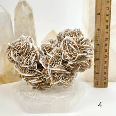 Desert Rose - Sand Rose - Gypsum Rosette - Crystal Cluster - You Choose variant 4 labeled with ruler for size reference