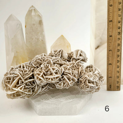 Desert Rose - Sand Rose - Gypsum Rosette - Crystal Cluster - You Choose variant 6 labeled with ruler for size reference