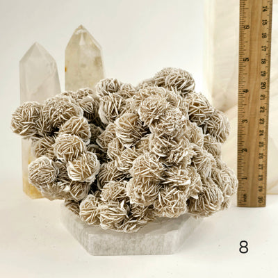 Desert Rose - Sand Rose - Gypsum Rosette - Crystal Cluster - You Choose variant 8 labeled with ruler for size reference