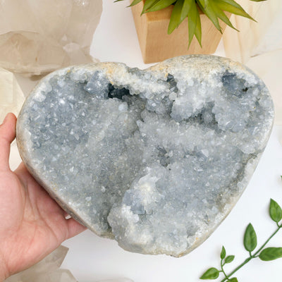 Celestite Large Crystal Heart- One-of-a-Kind with hand for size reference