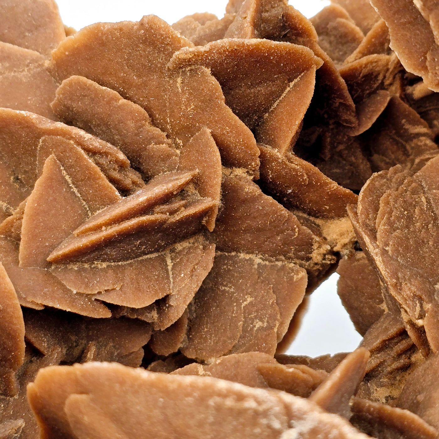 Desert Rose - Sand Rose Crystal Cluster from Morocco #2 closeup for detail