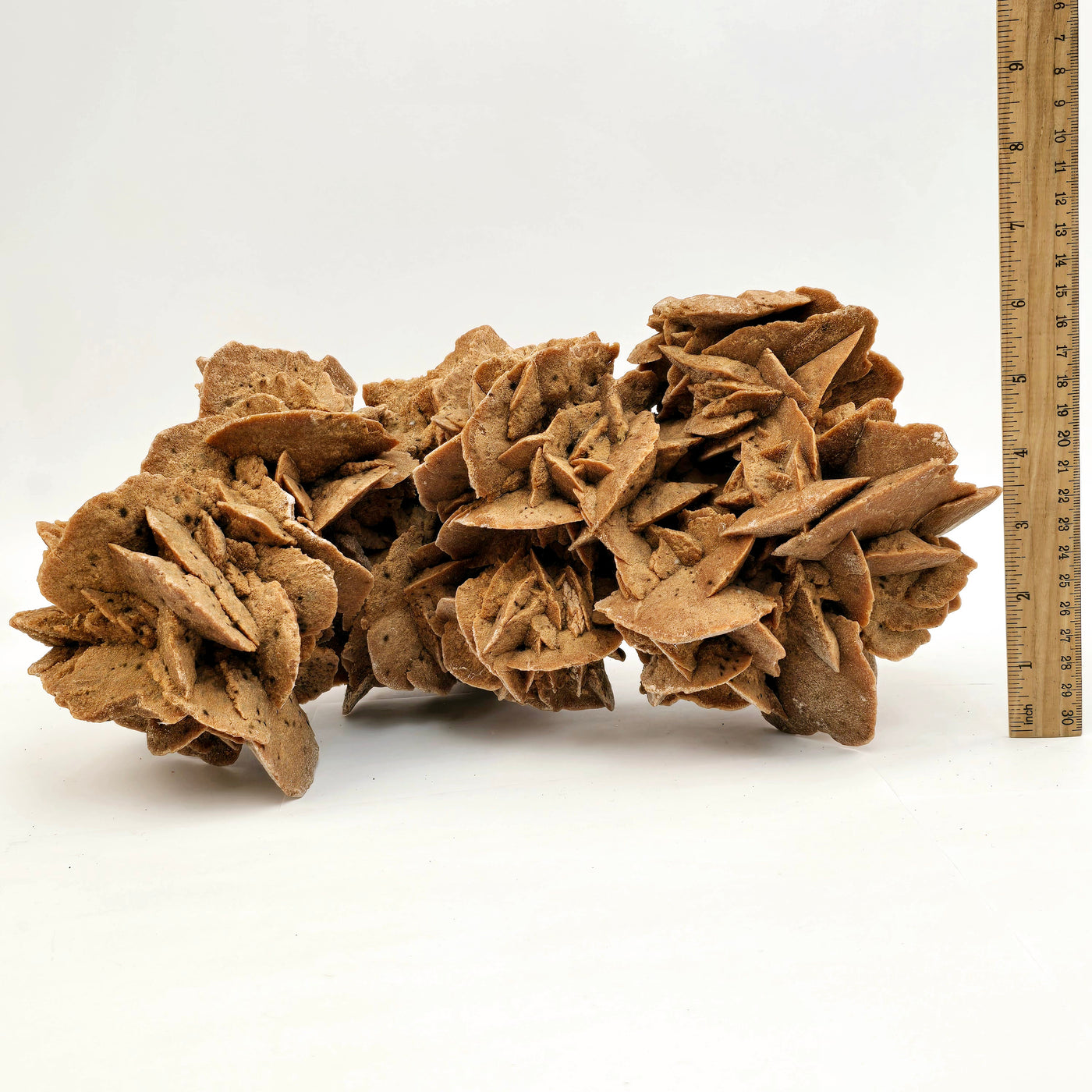 Desert Rose - Sand Rose Crystal Cluster from Morocco #3 front view with ruler for size reference