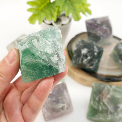 Fluorite Large Crystal Octahedrons - You Choose #1 variant 2 in hand for size reference with other variants in the background with props and plants