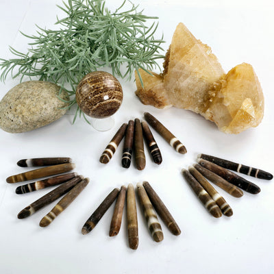 Sea Urchin Spine Beads - Side-Drilled - Set of 5 - Bulk Deal four different sets of five sea urchin spines arranged in fan shape near plants and props