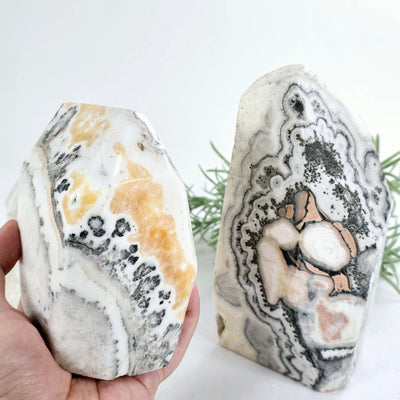 Caramel Calcite Polished Freeform Crystal Cut Base - You Choose variant one in hand for size reference with other variant in the background with plant