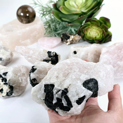 Black Tourmaline on Rose Quartz Crystal Matrix Rare Find - You Choose #1 variant 7 in hand for size rference with other variants in the background with props and plants