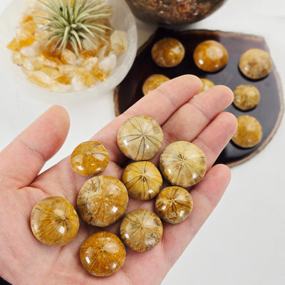 Small Fossil Sand Dollars in hand for size reference with others in background with props and plants