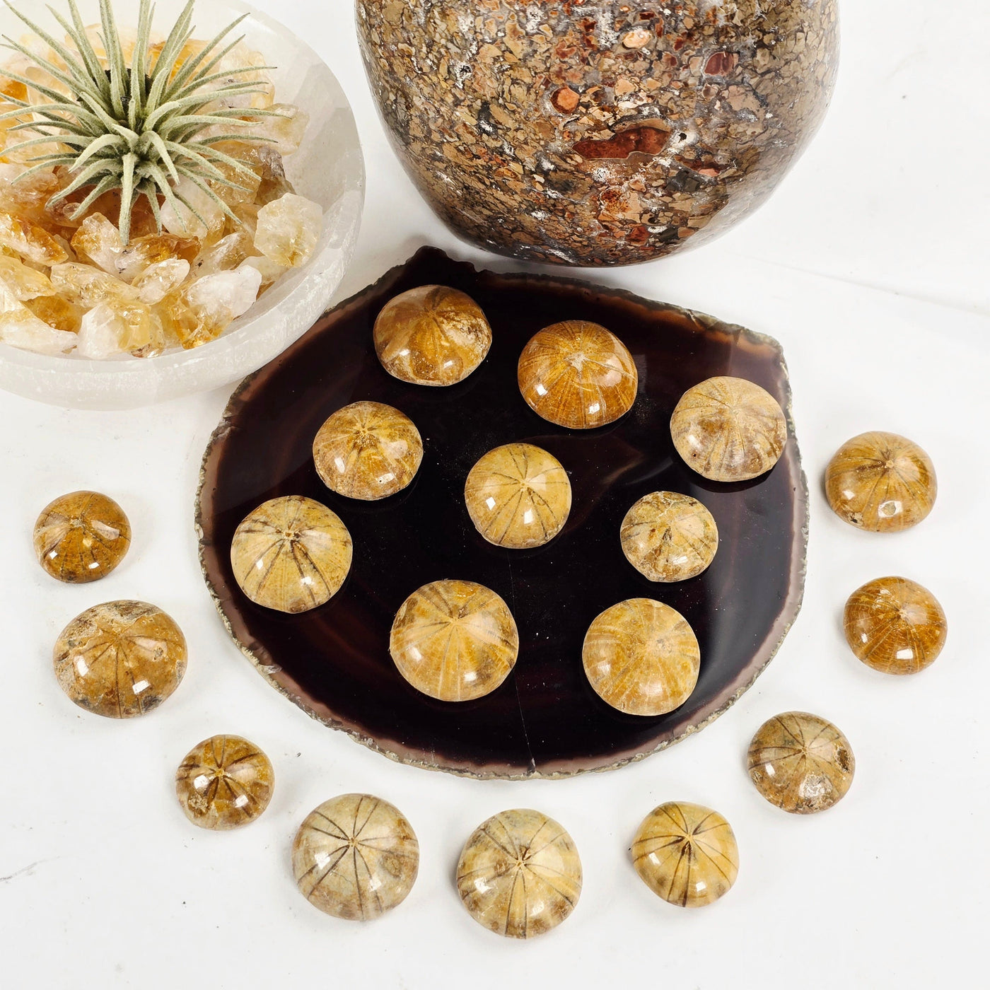 Small Fossil Sand Dollars arranged on agate slice and around agate slice with props and plants in the background