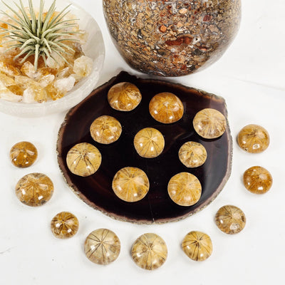 Small Fossil Sand Dollars arranged on agate slice and around agate slice with props and plants in the background