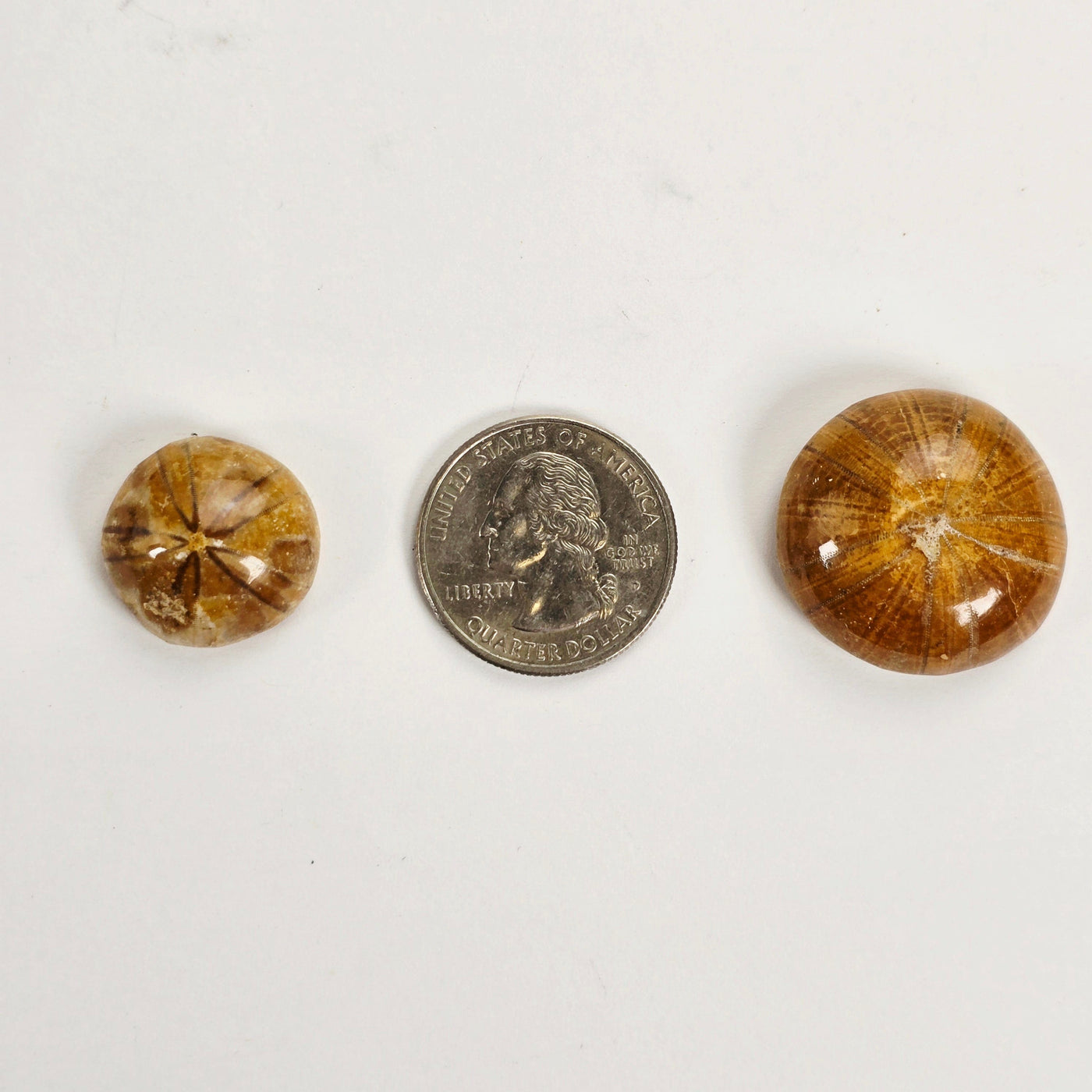 Small Fossil Sand Dollars with quarter for size reference