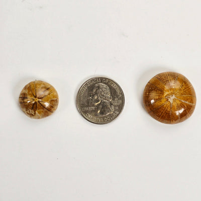Small Fossil Sand Dollars with quarter for size reference
