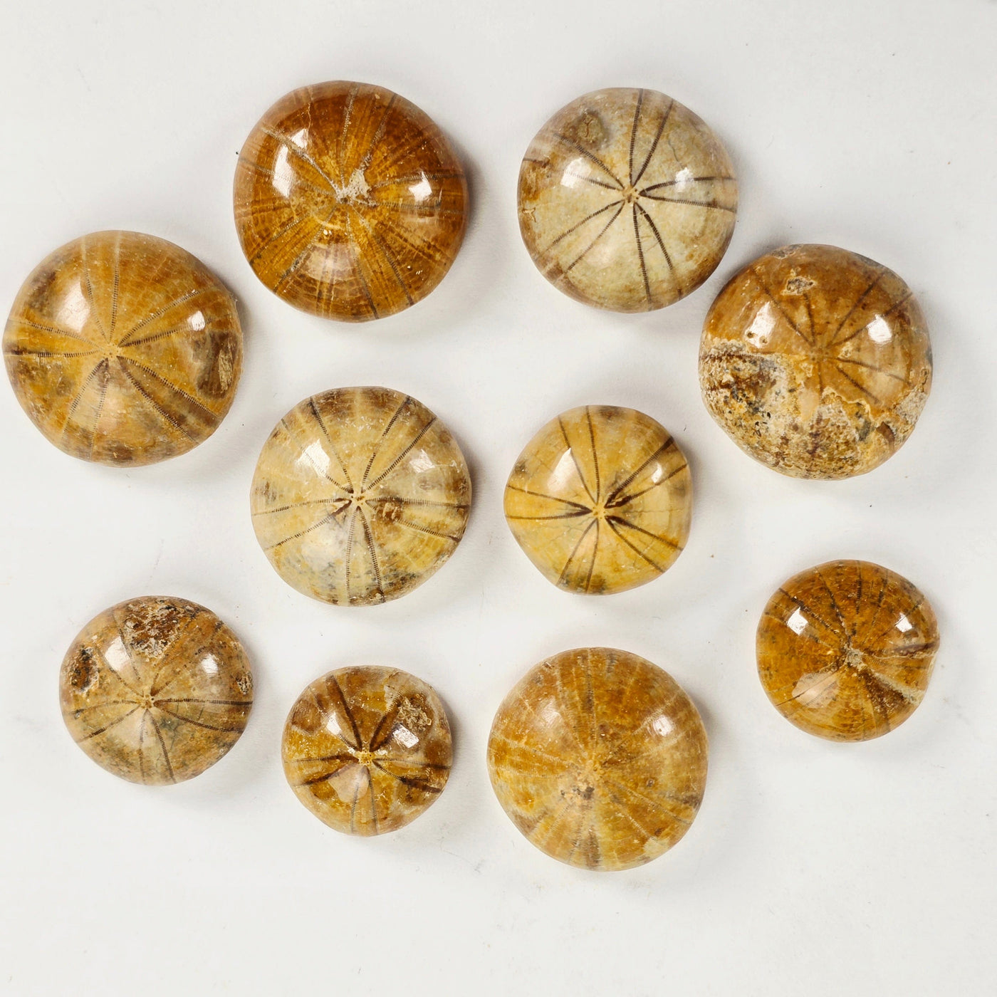 Small Fossil Sand Dollars on white background top view