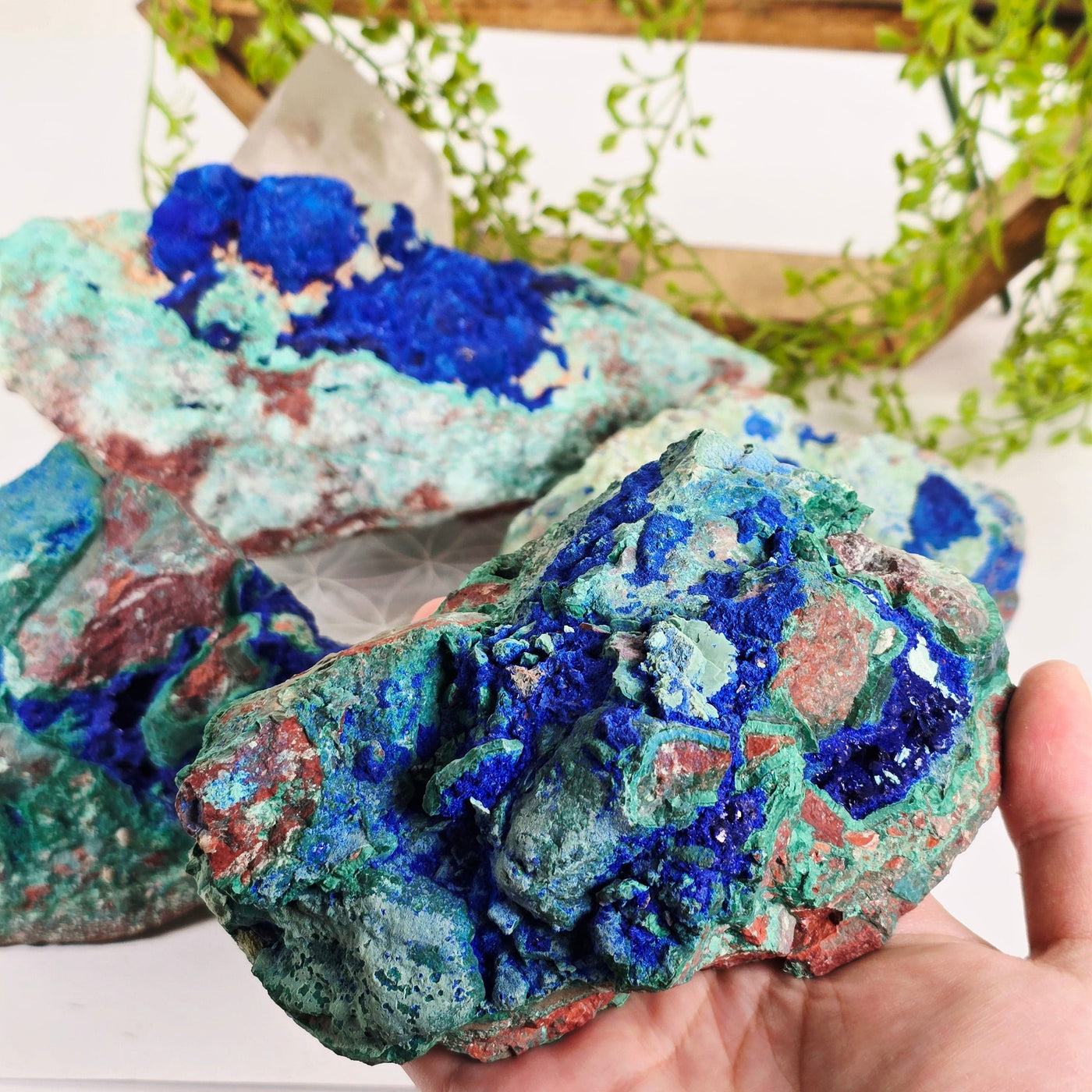 Azurite with Malachite Crystal on Matrix - AAA Grade - You Choose #2 variant 2 in hand for size reference with other variants in the background with props and plants