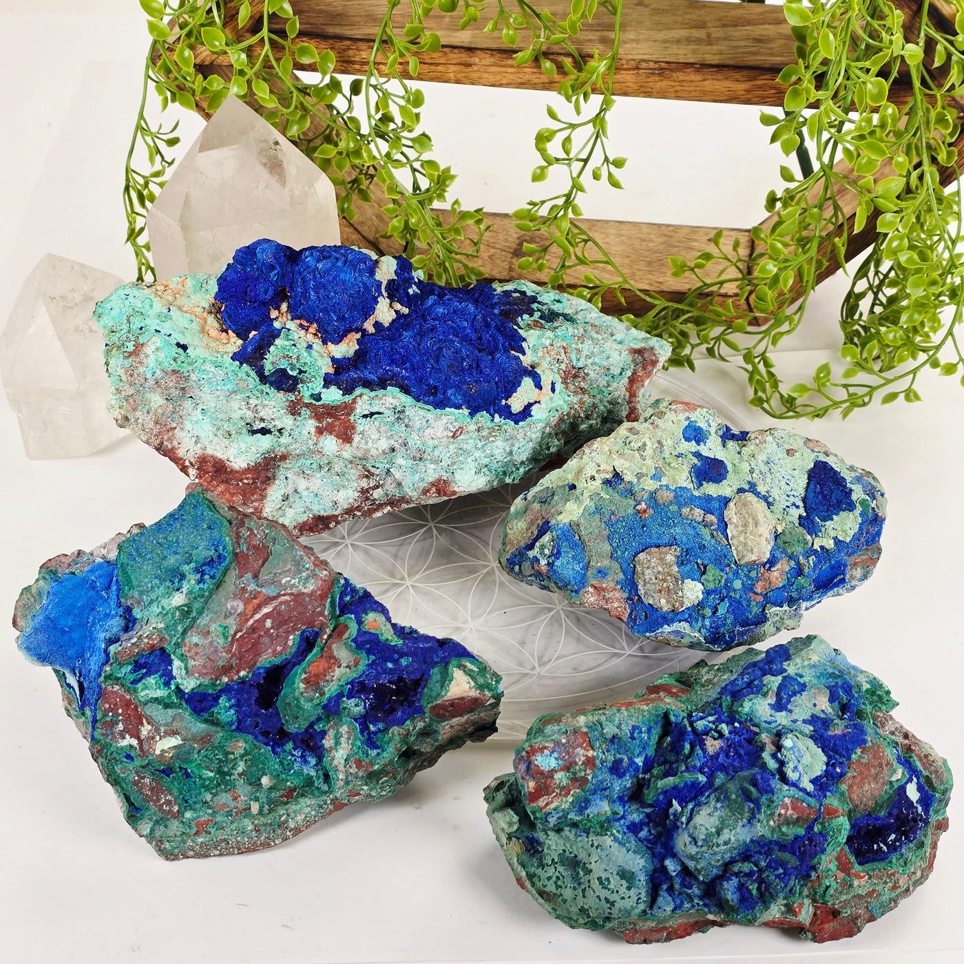 Azurite with Malachite Crystal on Matrix - AAA Grade - You Choose #2 all variants with props and plants