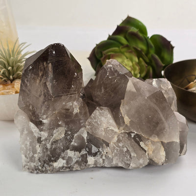 Rutilated Smokey Quartz - Large Crystal Cluster - One-of-a-Kind #2 front view with props and plants in the background