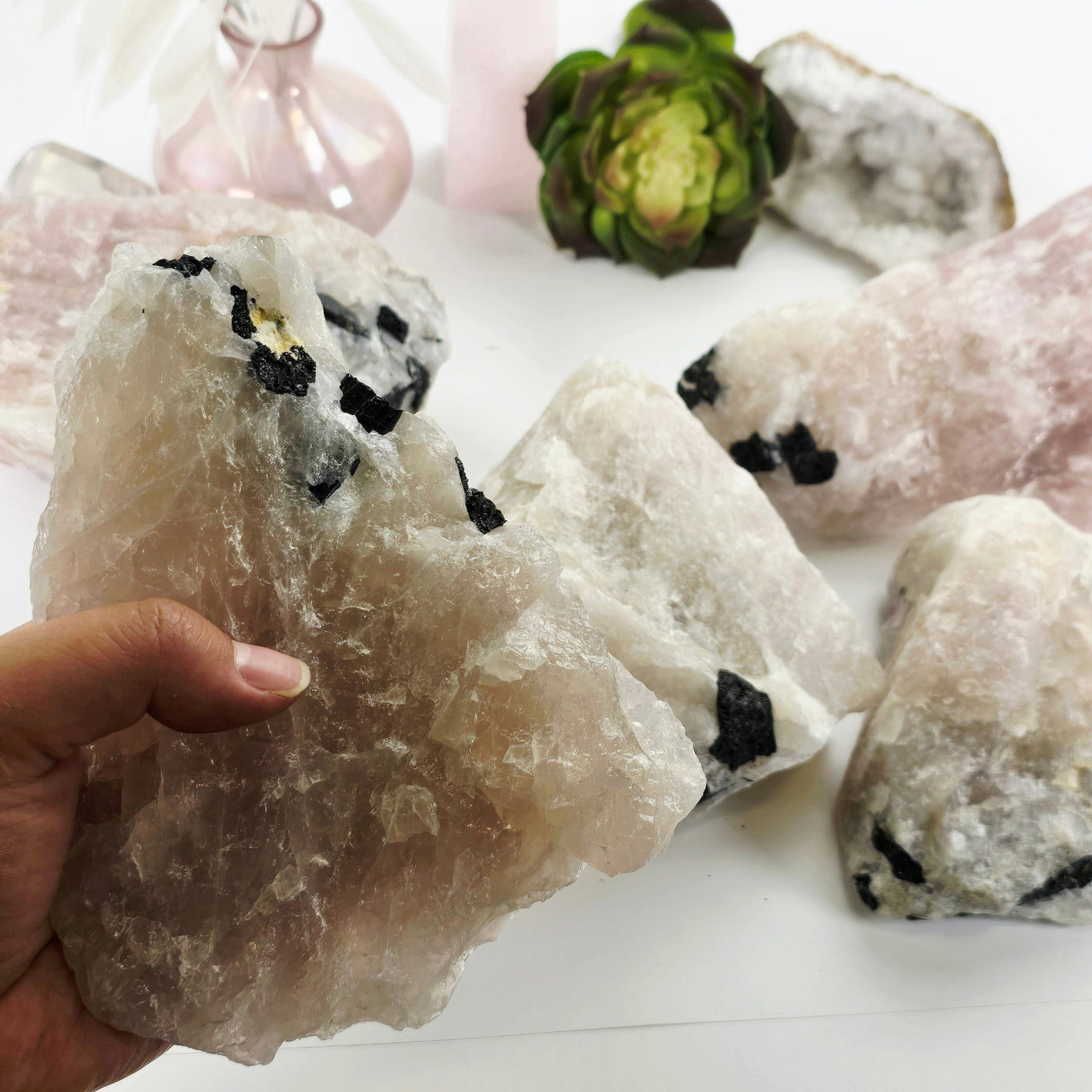 Black Tourmaline on Rose Quartz Crystal Matrix Rare Find - You Choose #2 variant 1 in hand for size reference with other variants in the background with props and plants