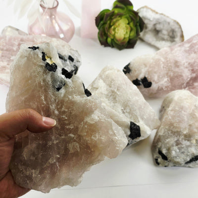 Black Tourmaline on Rose Quartz Crystal Matrix Rare Find - You Choose #2 variant 1 in hand for size reference with other variants in the background with props and plants