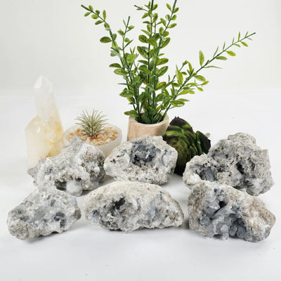 Celestite Crystal Cluster - You Choose all variants with props and plants