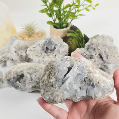 Celestite Crystal Cluster - You Choose one variant in hand with other variants in background with props and plants