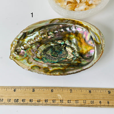 Abalone shell - You Choose variant 1 labeled with ruler for size reference